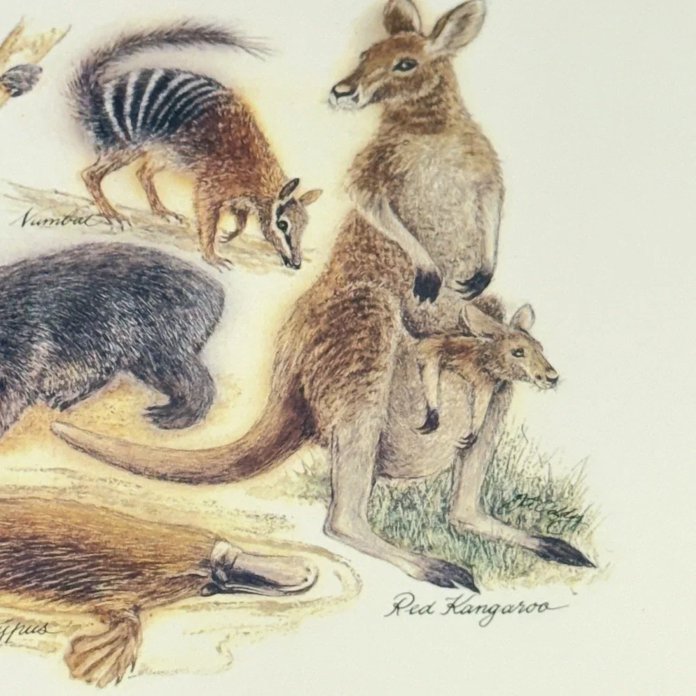 Vintage New Australian Collection (6) Corked Back Placemats Australian‎ Animals
